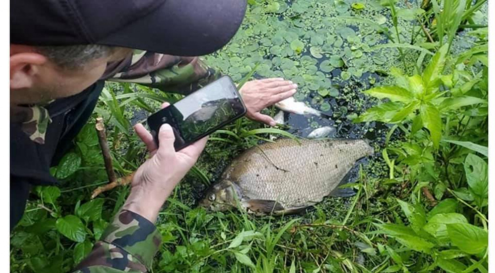 У Житомирі 7 тис. м³ неочищених стоків потрапили до річки, почався мор риби Фото: ФБ Є. Фірсова