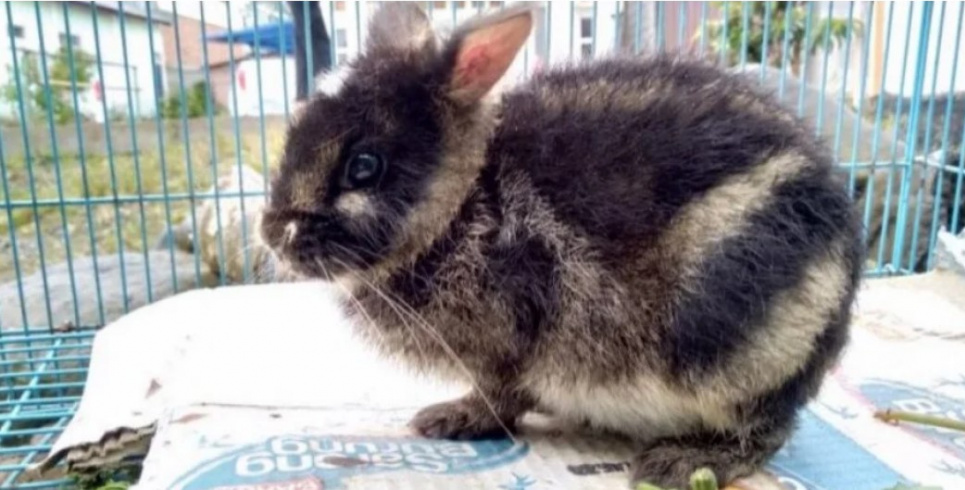 Зоозахисники вистежили у Facebook найрідкіснішого кролика у світі (ФОТО) Фото: KSNP