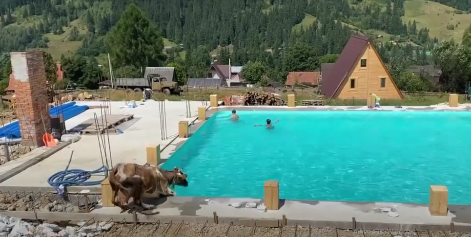 В Карпатах корова прыгнула в бассейн, где плавали дети (ВИДЕО) Фото: скрин с видео