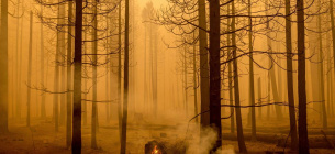 Американський професор підпалював ліси
