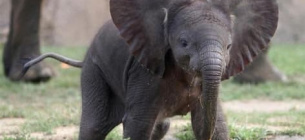 Всемирный день слонов: что мы с ними делаем