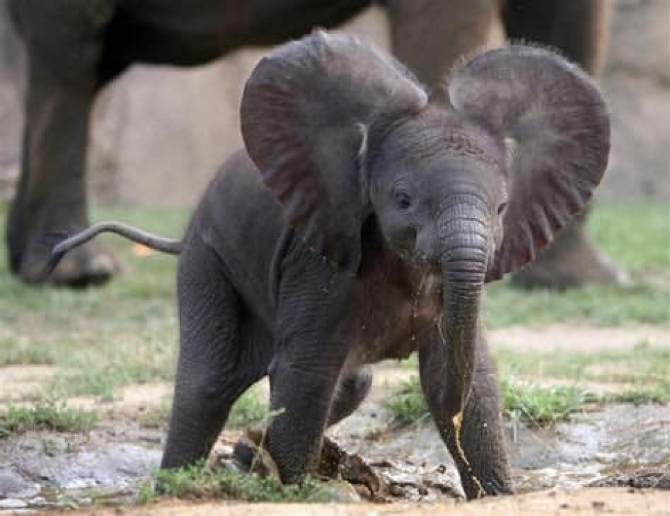 Всемирный день слонов: что мы с ними делаем