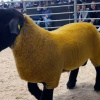 BLESSINGTON MART