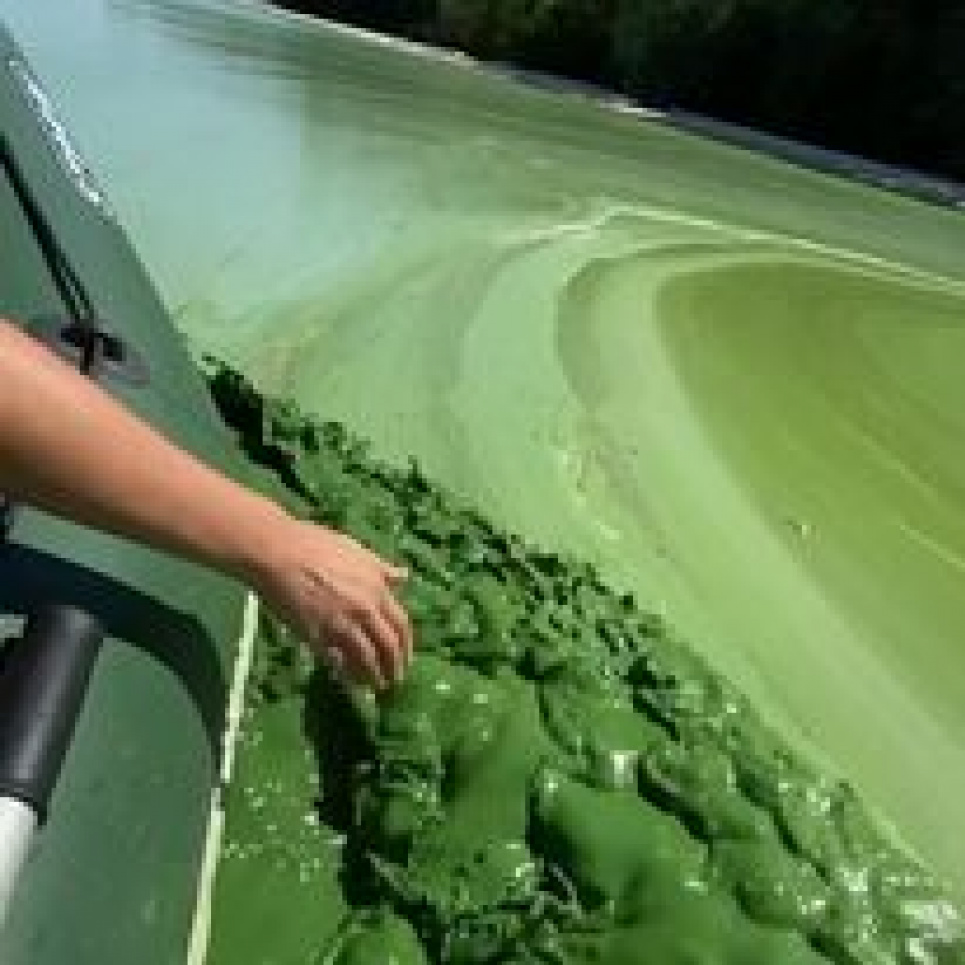 Дніпро перетворюється на «зелену кашу» (ВІДЕО) Дніпро
