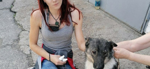 В Киеве спасли собаку, застрявшую между гаражами