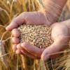 Фото:
AgroNews