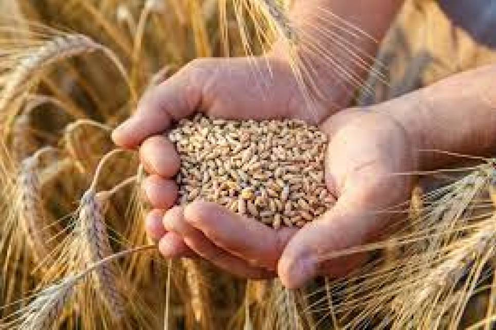 Україна готується зібрати рекордний урожай пшениці Фото:
AgroNews
