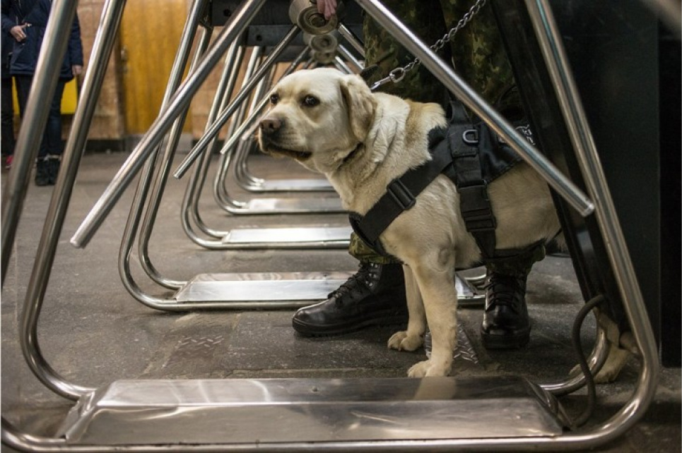 Кияни просять Кличка дозволити перевозити собак у метро Фото з відкритих джерел