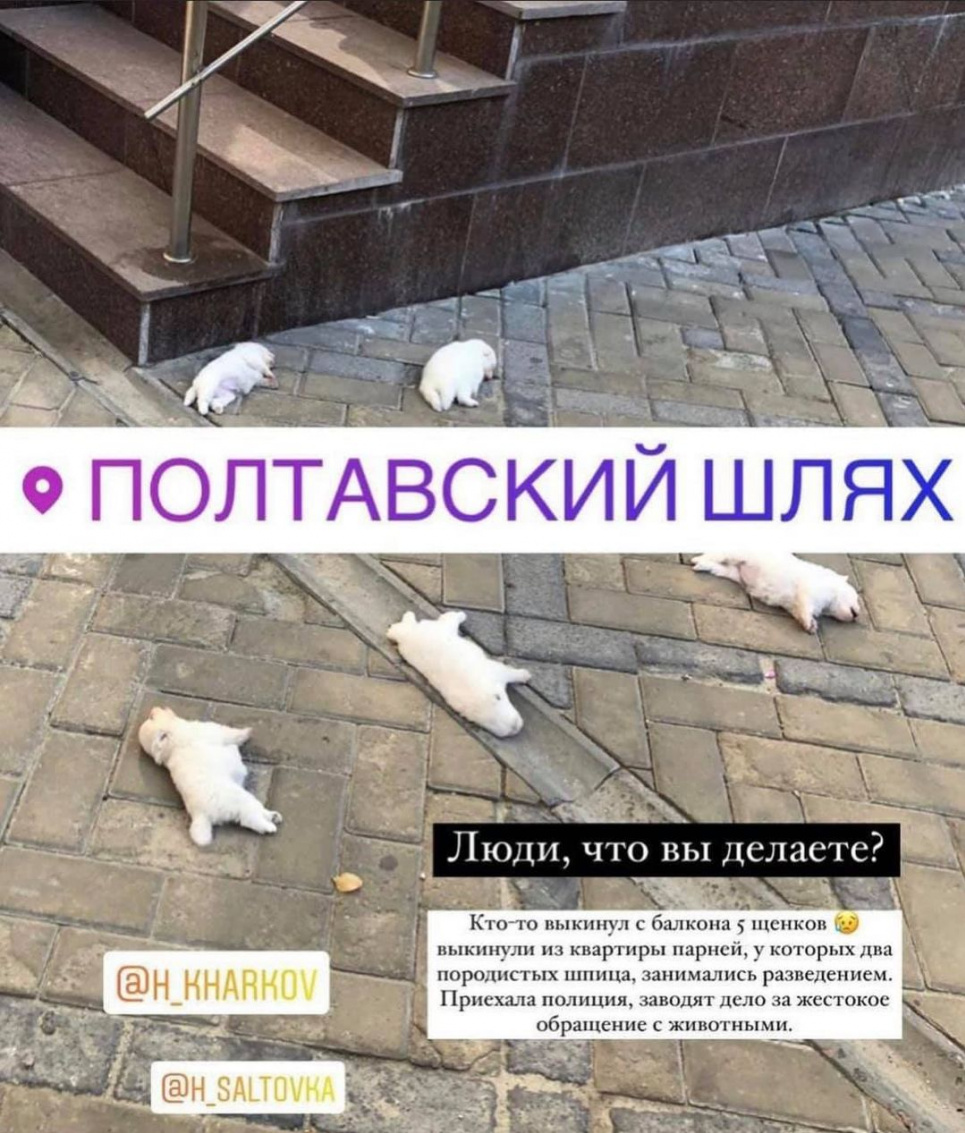 У Харкові нелюди викинули п’ятьох цуценят із четвертого поверху Фото зі сторінки UAnimals