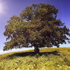 Фото:
ukr.agromassidayu.com