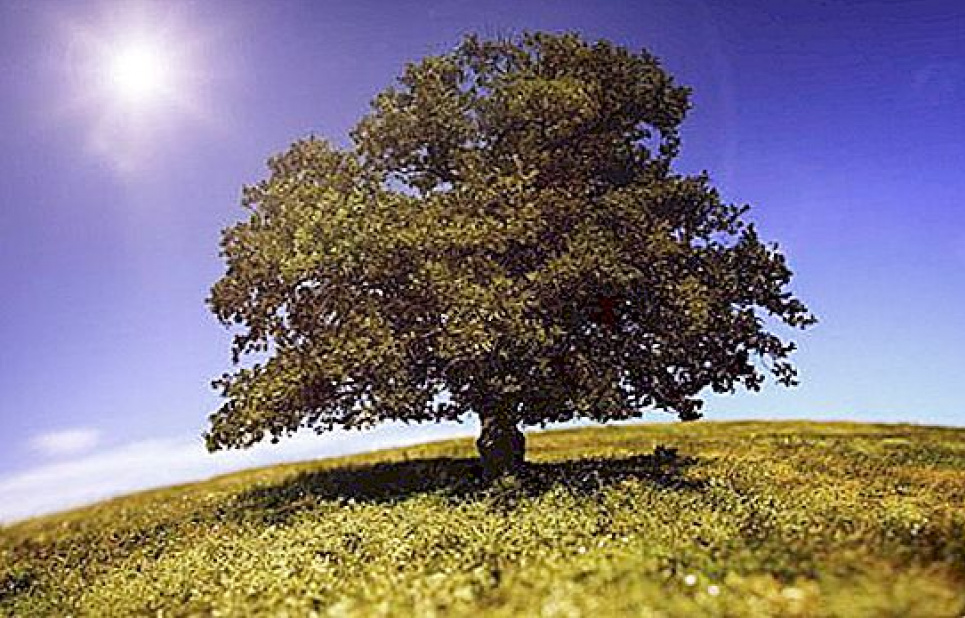 Приблизно 30 % видів дерев можуть зникнути — дослідження Фото:
ukr.agromassidayu.com