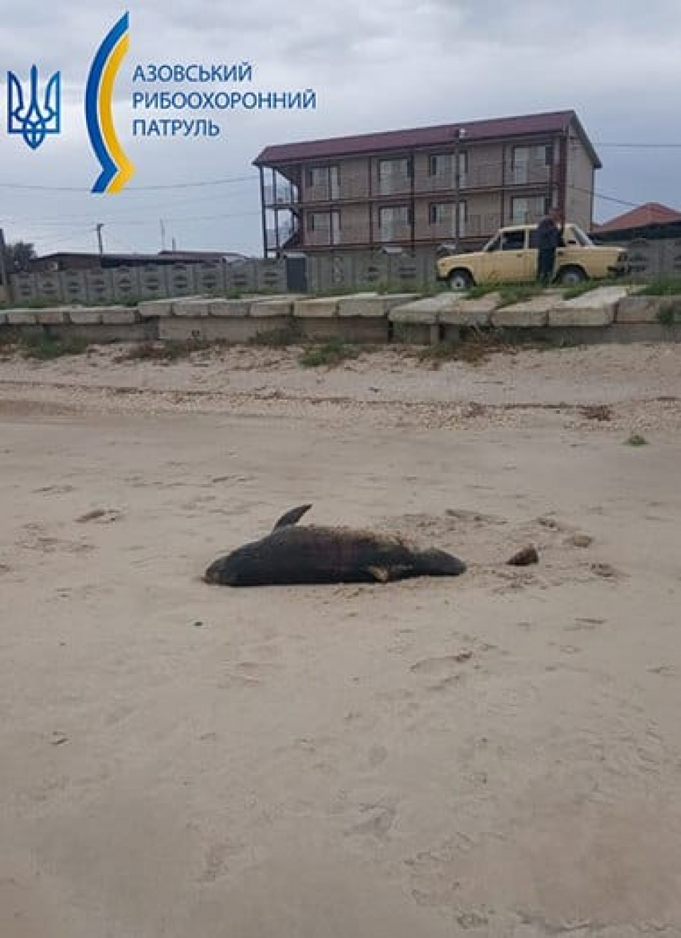 На березі Азовського моря знайшли мертвого дельфіна Фото: Азовський рибоохоронний патруль