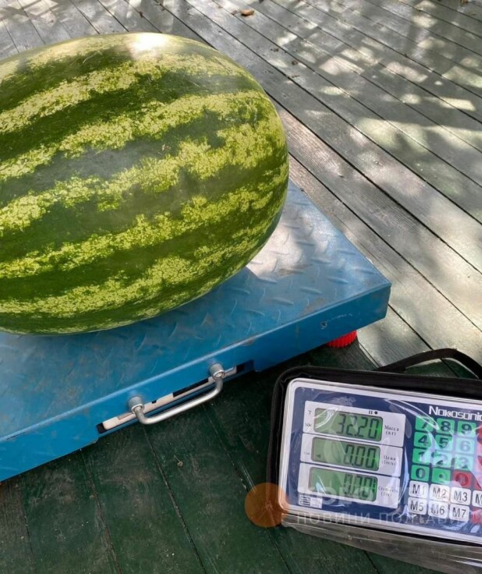 На Полтавщині виростили кавун-гігант вагою 32 кг Фото: news.hyser