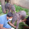 Фото: Elephant Lovers Travels, Facebook