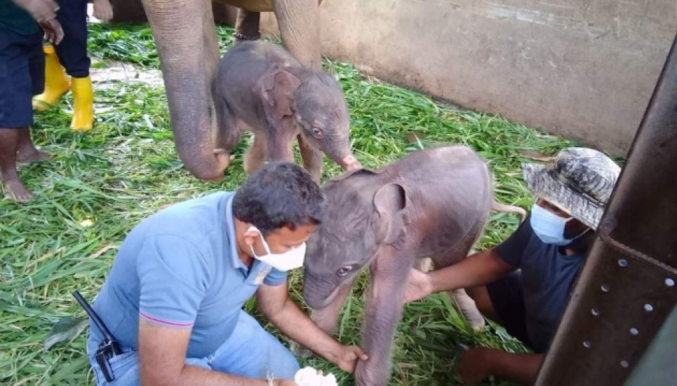 Редкое событие: на Шри-Ланке родились слонята-близнецы - впервые за 80 лет (ФОТО) Фото: Elephant Lovers Travels, Facebook