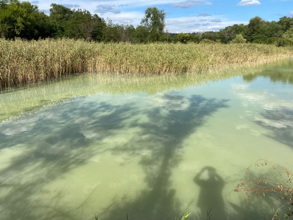 Біля Кривого Рогу каналізаційні витоки забруднили водойму (ФОТО) Фото: ДЕІ