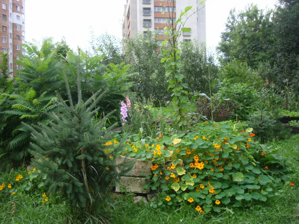 Між багатоповерхівок у Львові мешканці не дали збудувати хмарочос та створили мініботсад (ФОТО) Фото: 032.ua та Ю. Волощака