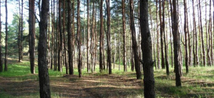 Рейдеры захватили землю лесного фонда под Киевом