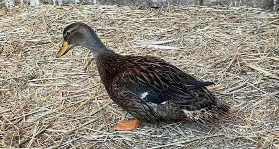 В Києві врятували качку, яку тримали у столичному пабі Barduck