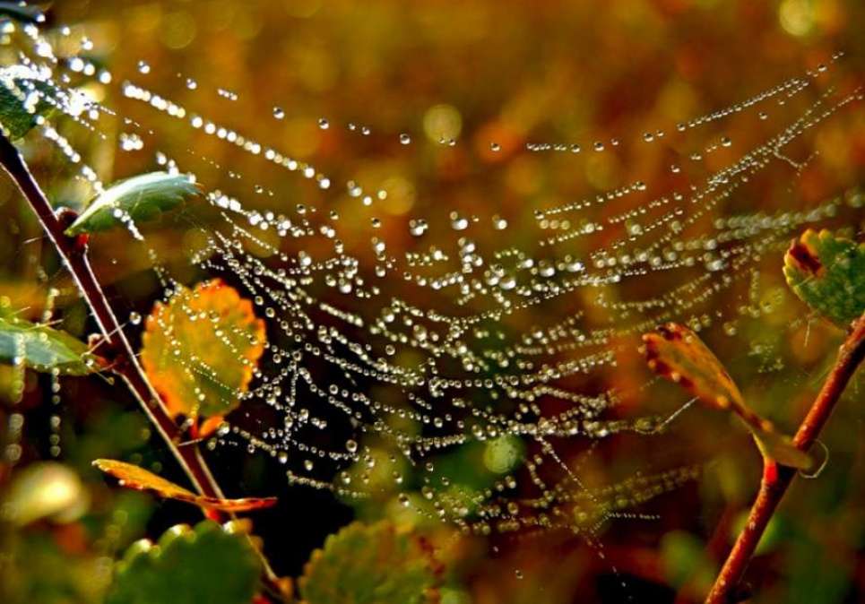 Прийшло "бабине літо": у найближчі дні в Україні — до +27° та сухо Фото:
Новий Чернігів