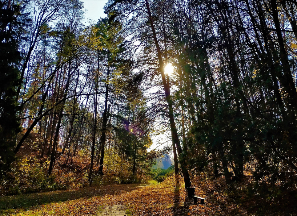 Національний парк на Вінничині вирубуватимуть, прикриваючись війною