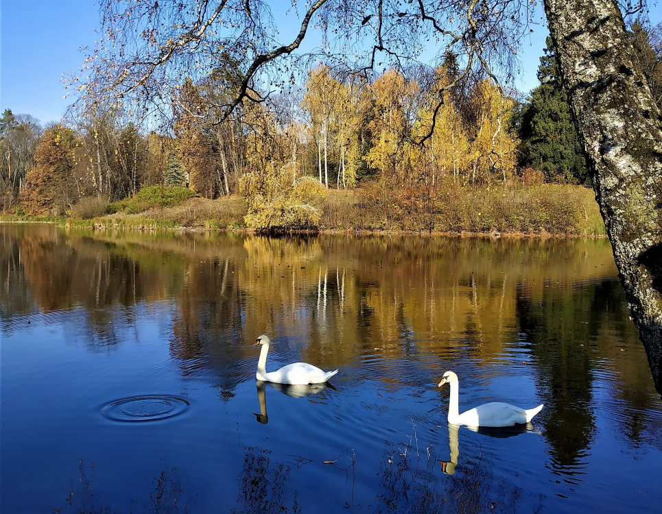 Дендропарк «Тростянець» мальовничий і восени (ФОТО) Фото: Олександр Борсук