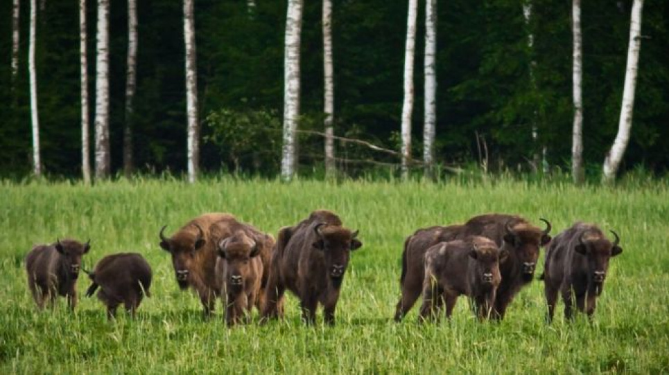 Фото: Чорнобильський радіаційно-екологічний біосферний заповідник