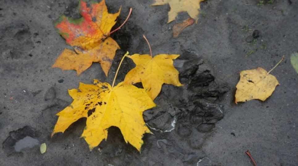 Синоптики розповіли, коли в Україну прийдуть похолодання та дощі Фото: Парламент