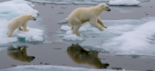 Белая медведица с детенышем прыгают через льдину в Северном Ледовитом океане к северу от острова Шпицберген (Норвегия) 