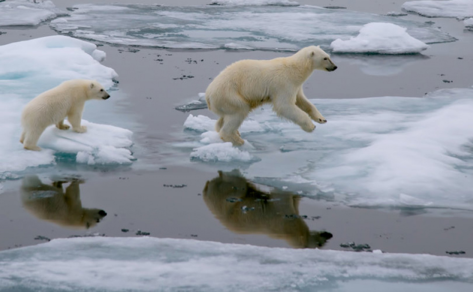Белая медведица с детенышем прыгают через льдину в Северном Ледовитом океане к северу от острова Шпицберген (Норвегия) 