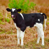 Фото:
AgroReview