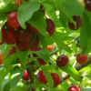 Фото:
SuperAgronom.com