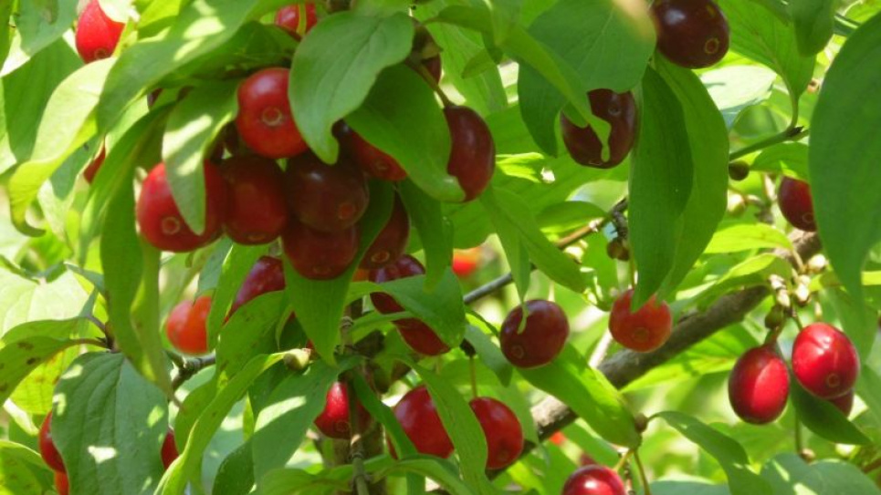 Кизиловий сад на Запоріжжі увійде у Книгу рекордів – чим він унікальний Фото:
SuperAgronom.com