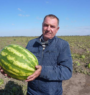 На Херсонщині віддають кавуни задаром, бо не хочуть закопувати у землю Фото: Голос України