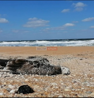 У Криму на березі Сиваша — мор качок: у водоймі підвищений вміст ртуті (ВІДЕО) Мор птахів тут був ще 2 тижні тому