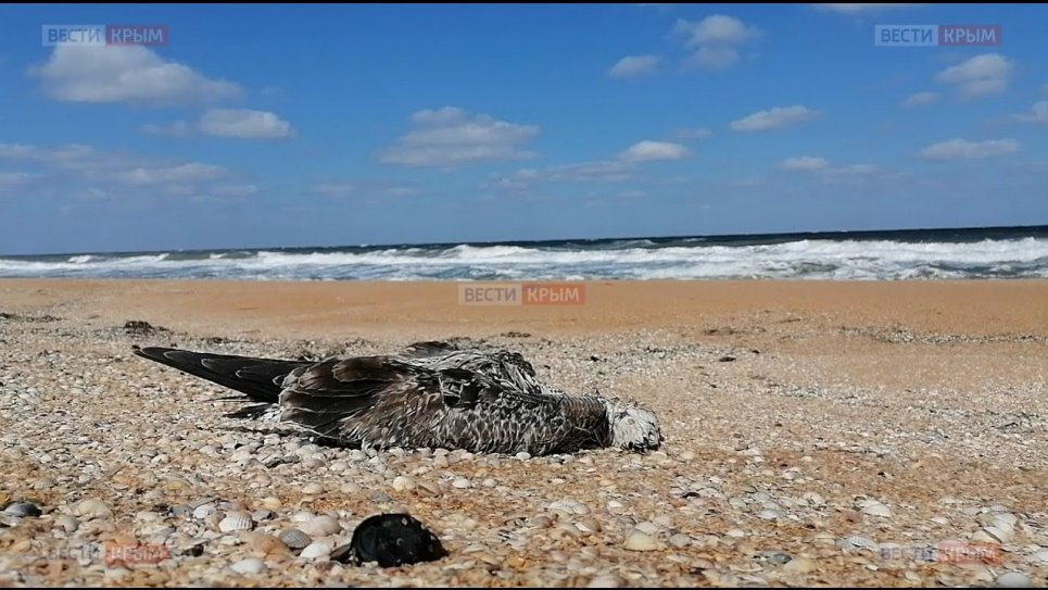 В Крыму на берегу Сиваша — мор уток: в водоеме повышено содержание ртути (ВИДЕО) Мор уток