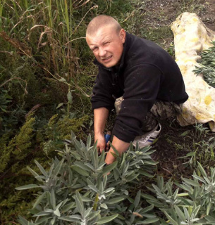 На Миколаївщині колишні АТОвці вирощують лікарські рослини: чи прибутковий бізнес на шавлії Лікарські трави