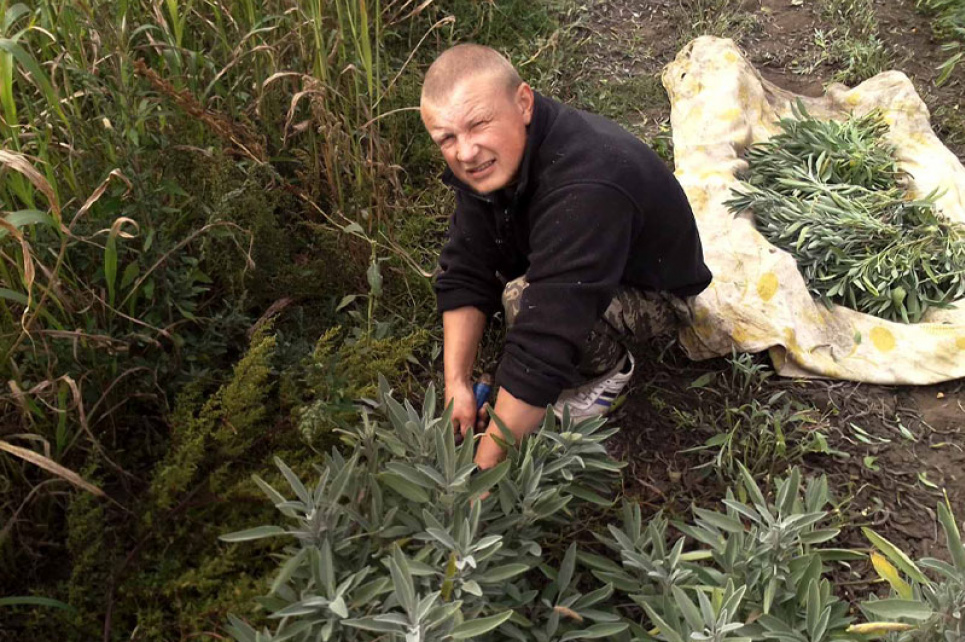 На Миколаївщині колишні АТОвці вирощують лікарські рослини: чи прибутковий бізнес на шавлії Лікарські трави