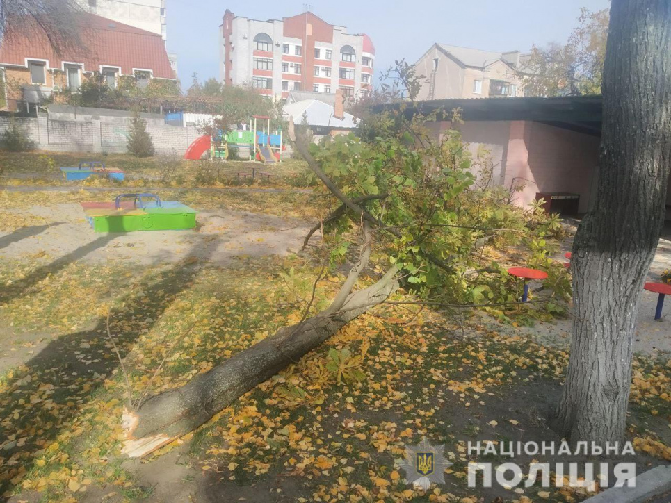 В Полтавской области дерево упало на двоих детей на территории детского сада Дерево