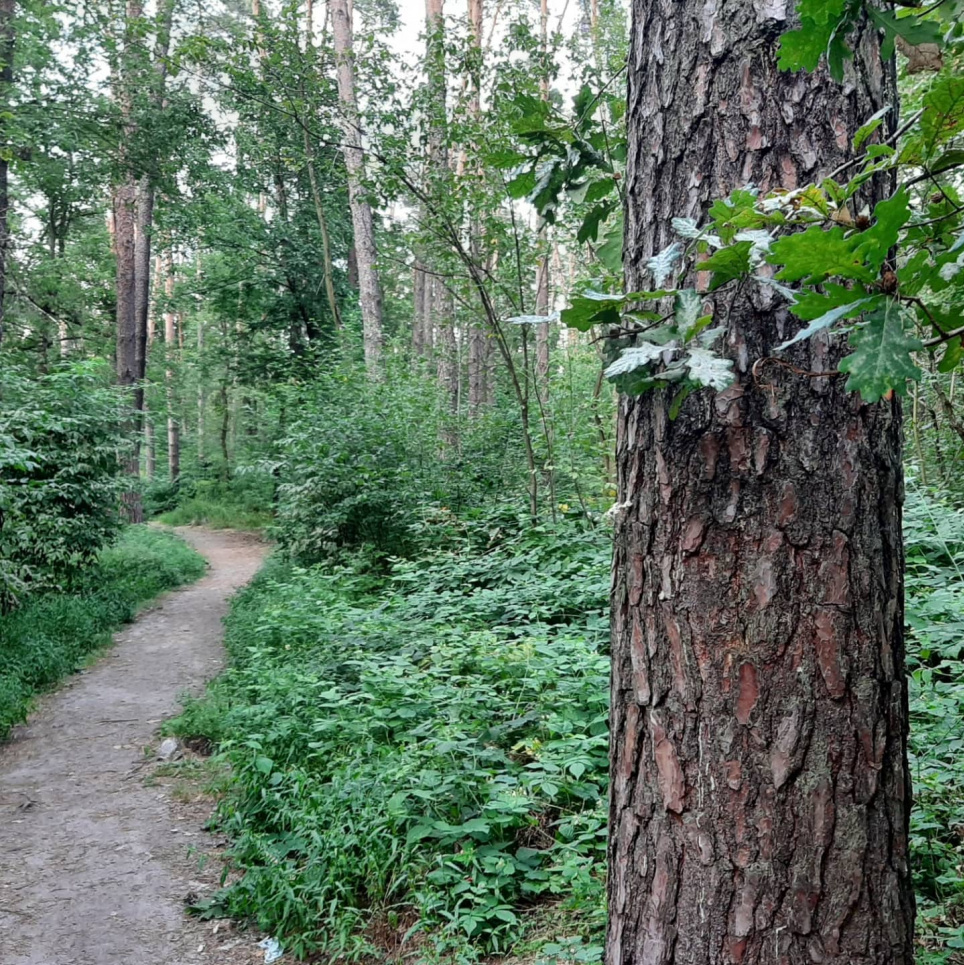 Нацпарк «Голосеевский»