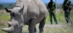 Найджин — одна из двух последних северных белых носорогов, которые остались в мире 