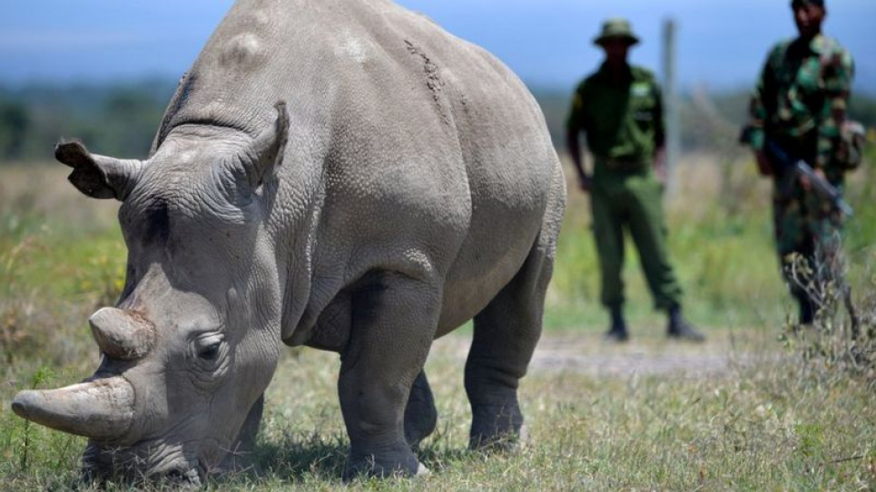 Найджін — одна з двох останніх північних білих носорогів, які залишилися у світі
