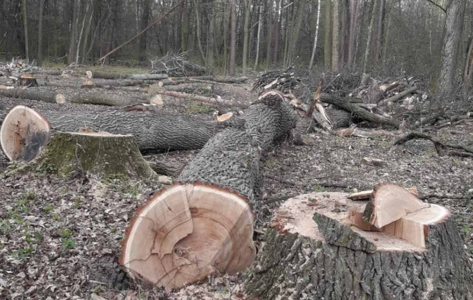 Забудовники планують дорубати 20 га лісу у Пущі-Водиці Ліс