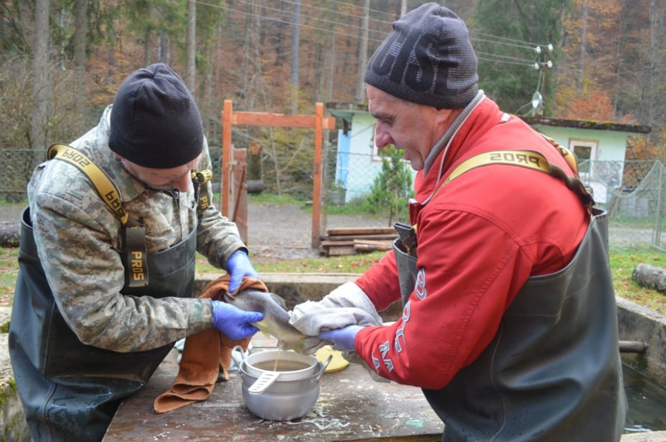 Доение рыбы