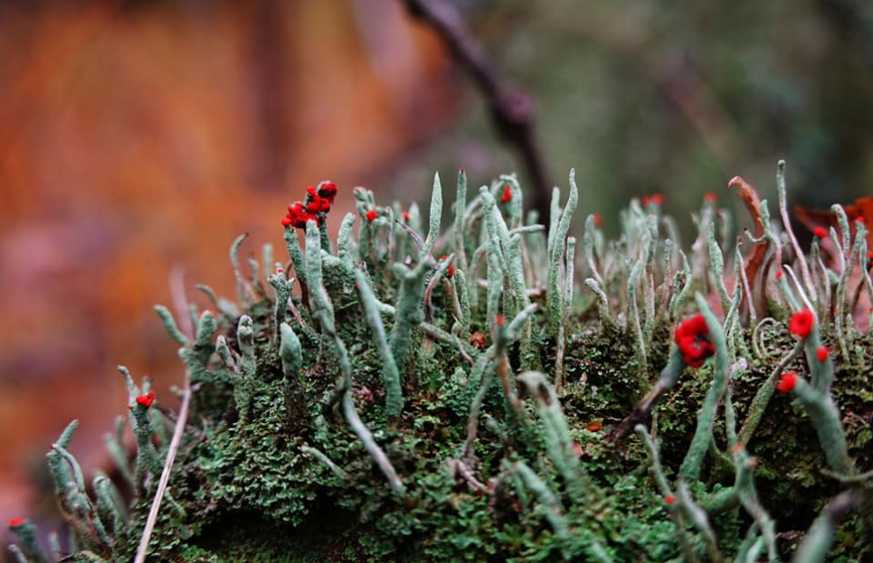 Невероятная красота: в лесах Киевской области разрослись мох и лишайники (ФОТО) Мох