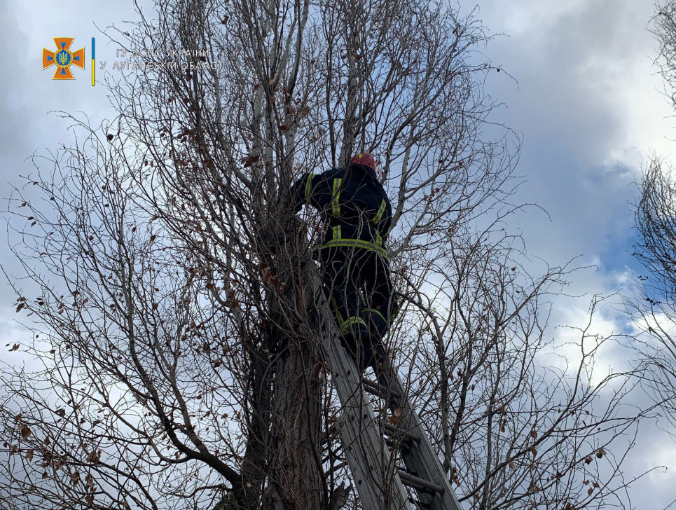 Видряпалось на тополю і замерзло: у Лисичанську пожежники врятували кошеня (ФОТО) Фото: ДСНС
