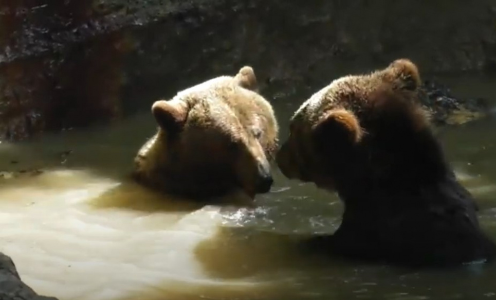 Фото: скрін із відео