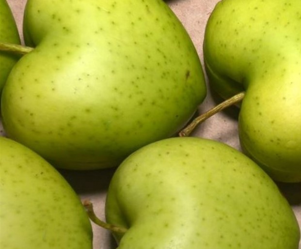 На Черкащині фермер вирощує яблука у формі серця (ФОТО, ВІДЕО) Фото: скрін із відео