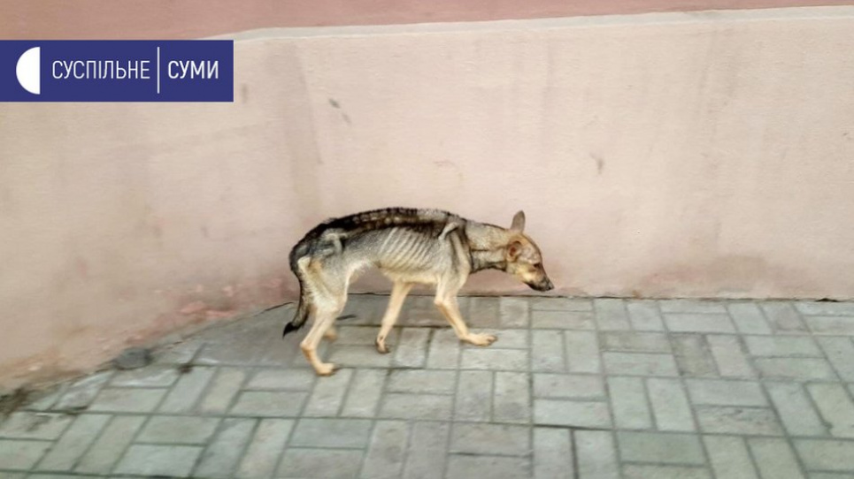 Сумчанка скалічила 20 собак у квартирі: тварини як скелети, у під'їзді сморід і сеча (ВІДЕО) Собака
