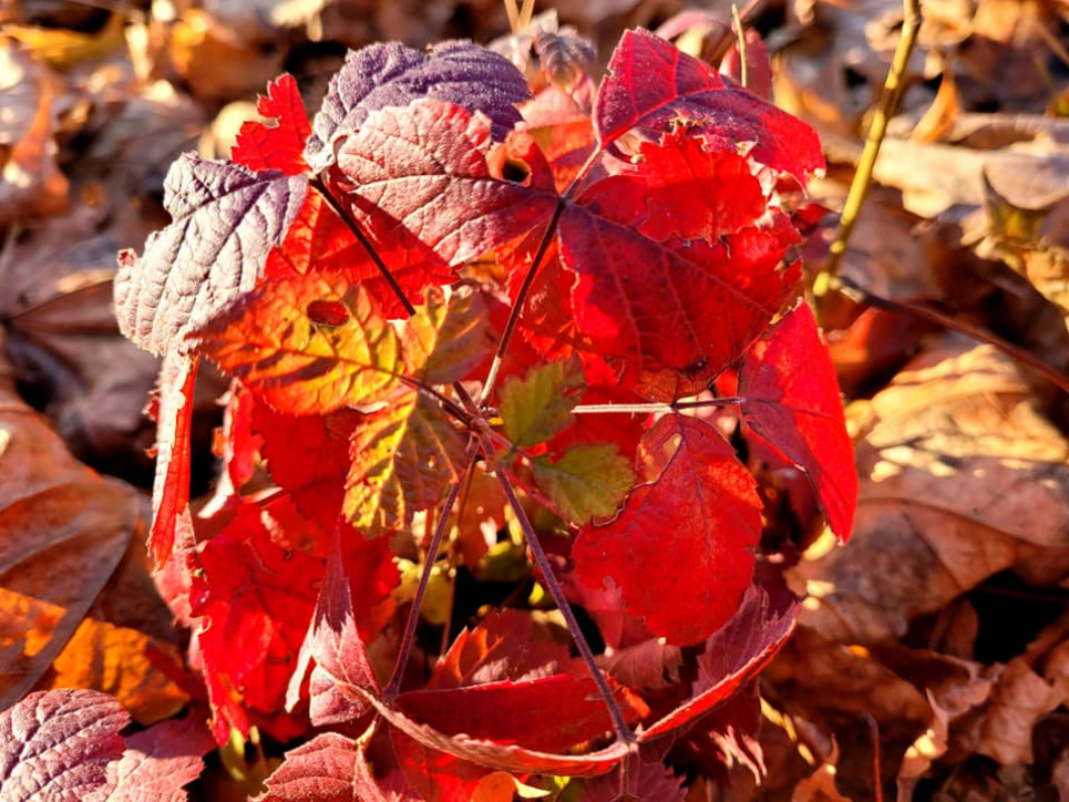 Осіння краса: пізні квіти, які зараз цвітуть у Києві (ФОТО) Фото: Рослинний світ України